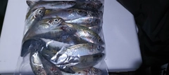 マアジの釣果