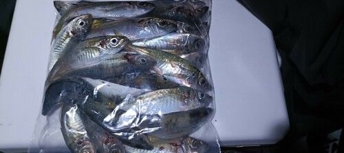 マアジの釣果