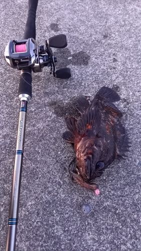 ムラソイの釣果
