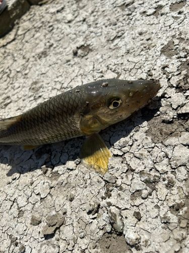 ニゴイの釣果
