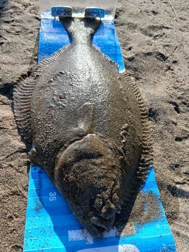 イシガレイの釣果