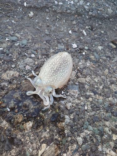 シリヤケイカの釣果