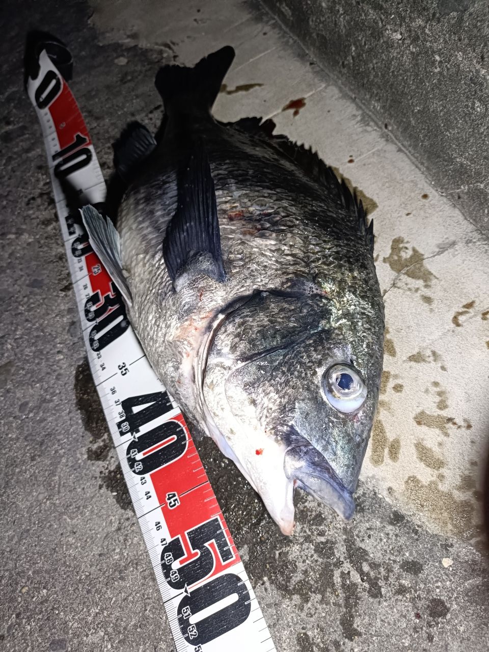 DAIWA 19ラテオ R 100MLの最安値・インプレ・釣果 | 本音の口コミが