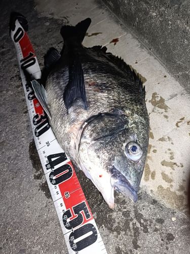 チヌの釣果