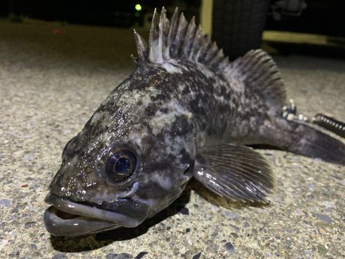 クロソイの釣果