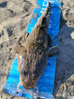 マゴチの釣果