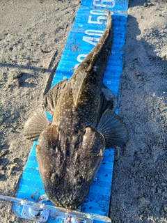 マゴチの釣果