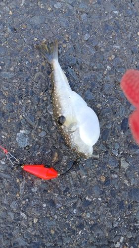 アカエイの釣果