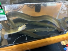 ウナギの釣果