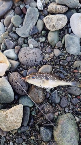フグの釣果
