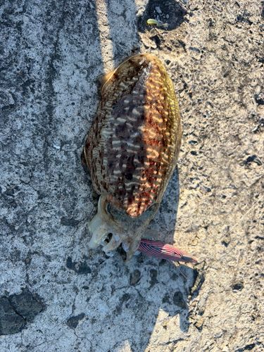 モンゴウイカの釣果