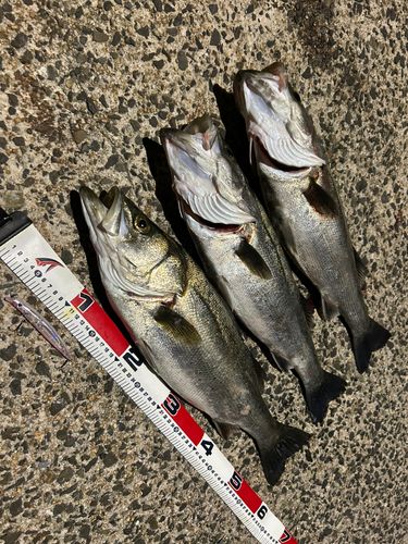 シーバスの釣果