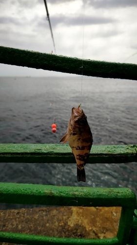 クロメバルの釣果