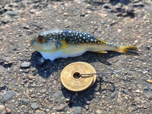 クサフグの釣果