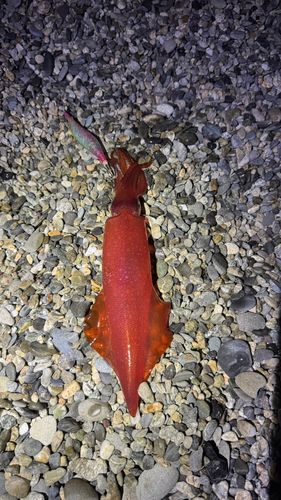 ケンサキイカの釣果