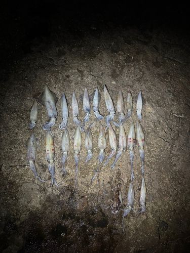 ケンサキイカの釣果