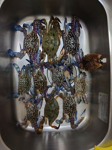 タイワンガザミの釣果