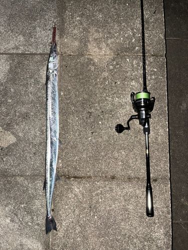 ダツの釣果
