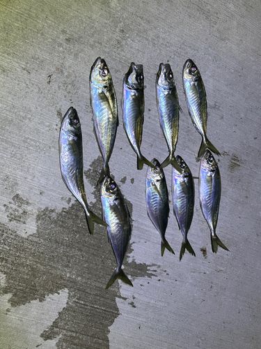 アジの釣果