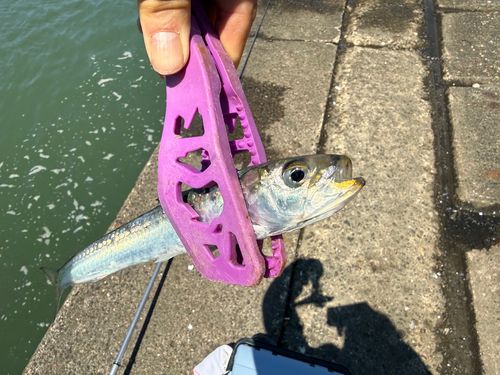 マイワシの釣果