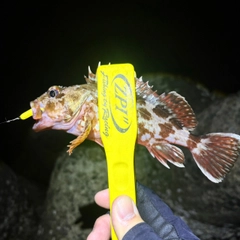 ガシラの釣果