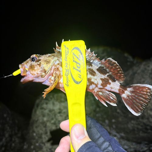 ガシラの釣果