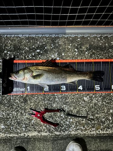 シーバスの釣果
