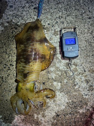 アオリイカの釣果