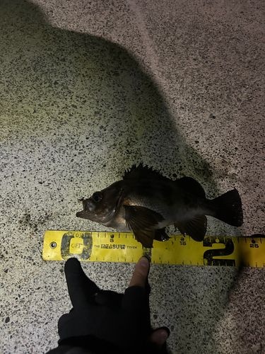 メバルの釣果