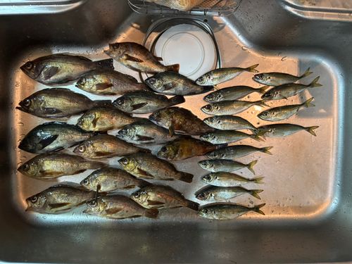 メバルの釣果