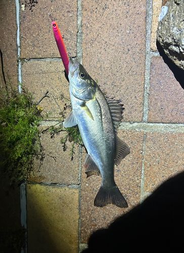 セイゴ（マルスズキ）の釣果
