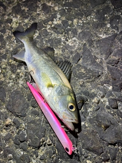 セイゴ（マルスズキ）の釣果