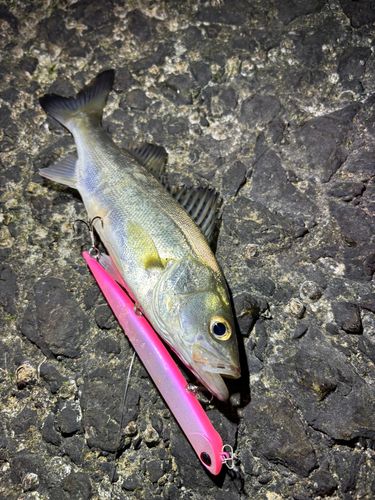 セイゴ（マルスズキ）の釣果