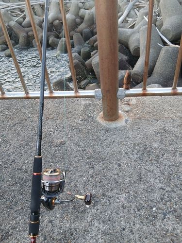 アイナメの釣果
