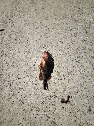 カサゴの釣果