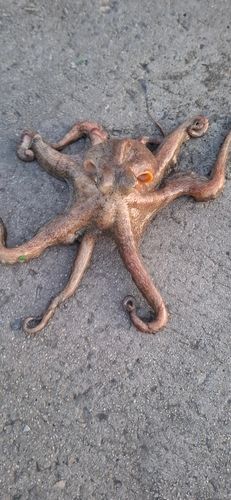 マダコの釣果