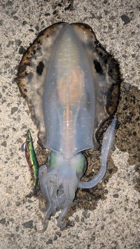 アオリイカの釣果