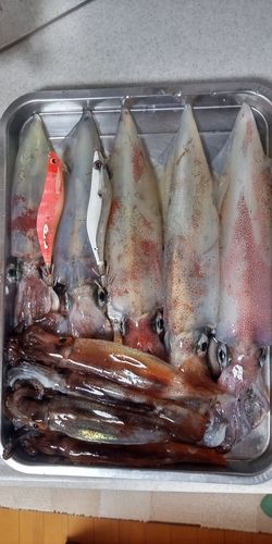ケンサキイカの釣果
