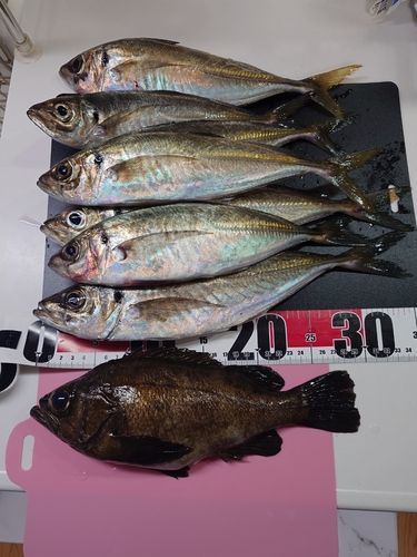 アジの釣果