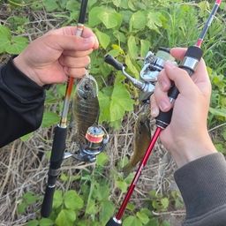 ブルーギルの釣果写真