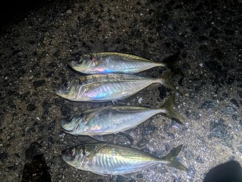 アジの釣果