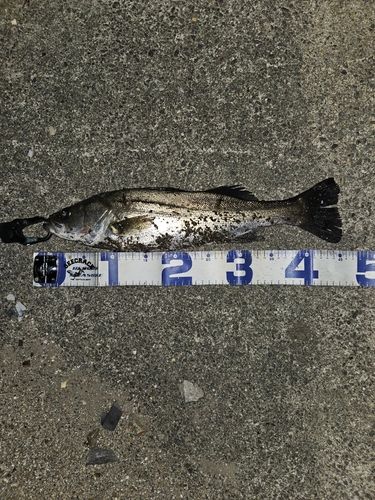 釣果