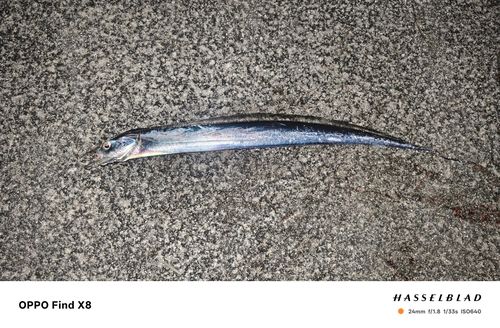 タチウオの釣果