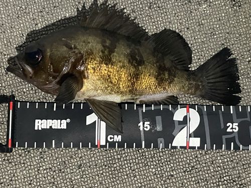メバルの釣果