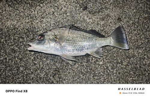 ホシミゾイサキの釣果
