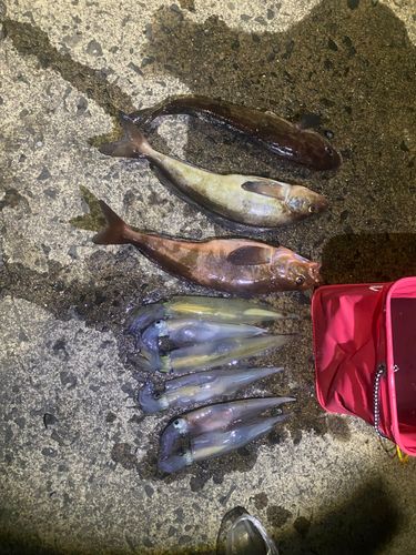 ヤリイカの釣果