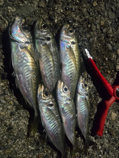 アジの釣果