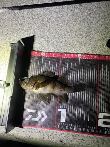 メバルの釣果