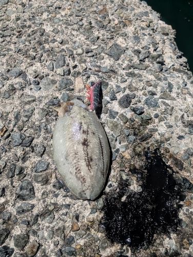 コウイカの釣果