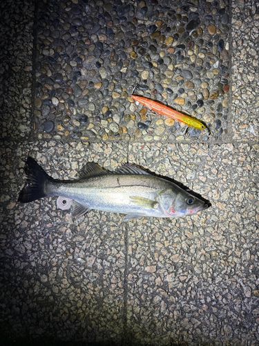 シーバスの釣果